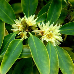 BADIANE Fruit - vrac 100g