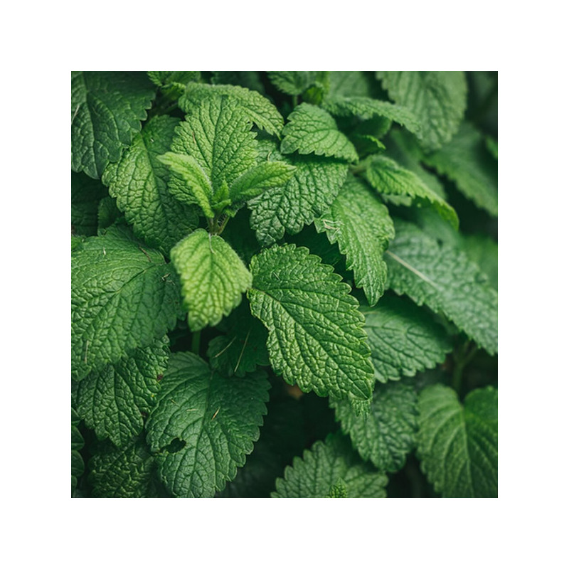 MENTHE POIVREE feuille BIO - Sachet vrac 100g