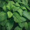 MENTHE POIVREE feuille BIO - Sachet vrac 100g