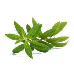 VERVEINE ODORANTE feuille entière - sachet 100g