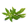 VERVEINE ODORANTE feuille entière - sachet 100g