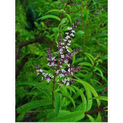 VERVEINE ODORANTE feuille entière - sachet 100g