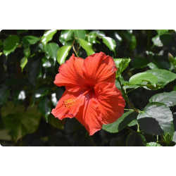 Hibiscus Fleur Bio - sachet vrac 100g