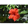 Hibiscus Fleur Bio - sachet vrac 100g