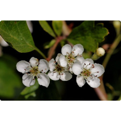 AUBEPINE somité fleurie - Sachet Vrac 100g