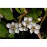 AUBEPINE somité fleurie - Sachet Vrac 100g