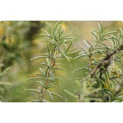 THYM Feuille BIO - Sachet vrac 100g